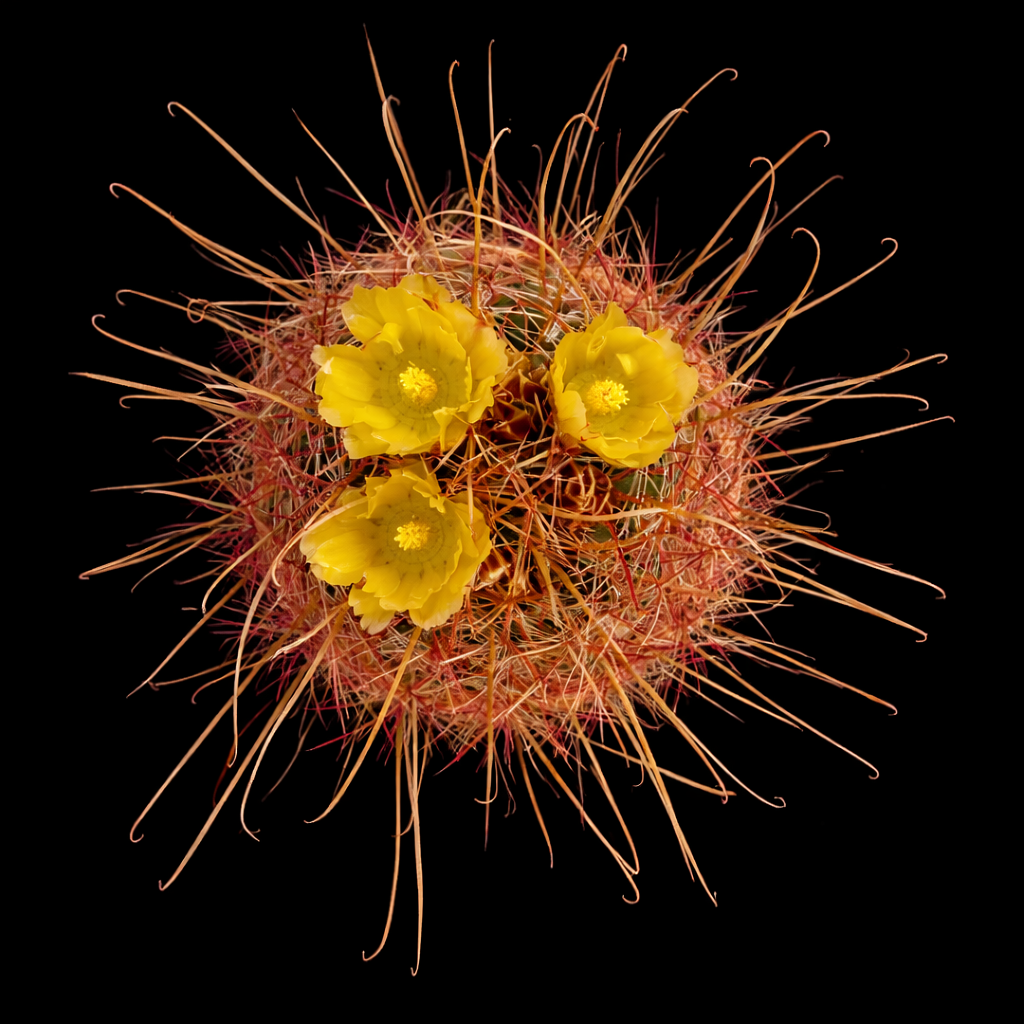Ferocactus hamatacanthus cactus con lunghe spine uncinate e fiori giallo brillante in fiore