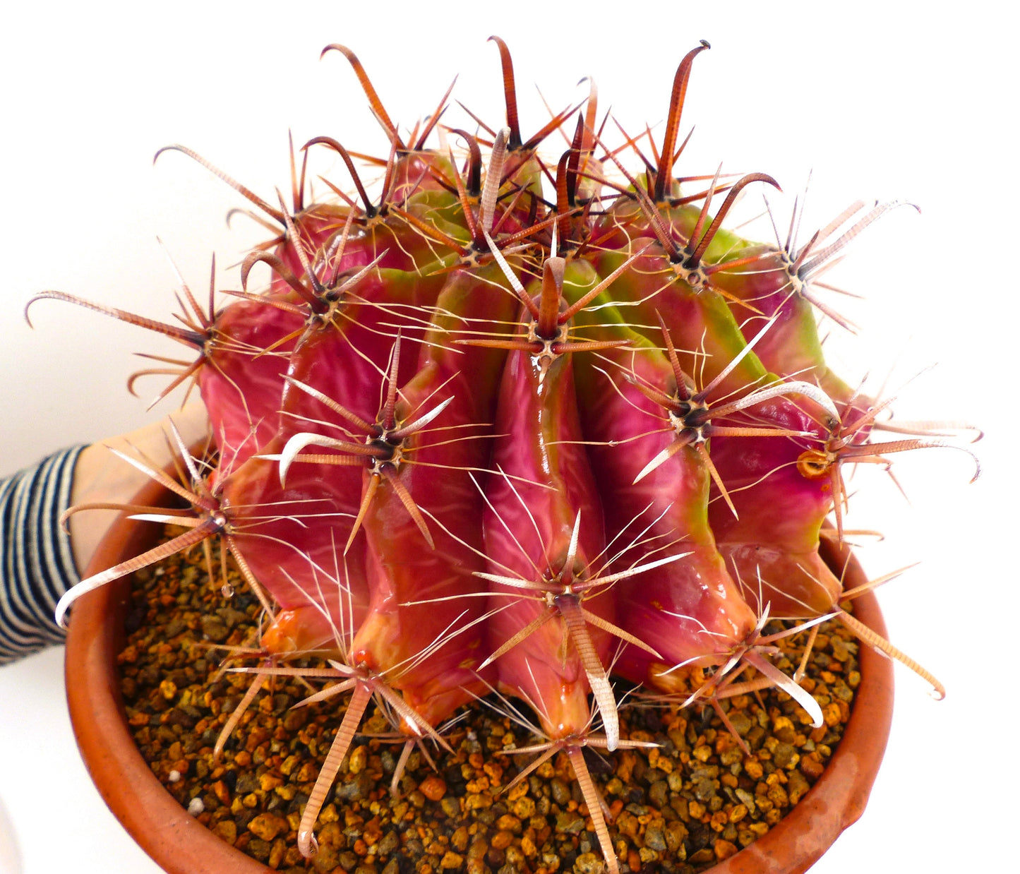 Ferocactus herrerae raro cactus succulento con spine lunghe e prominenti in vaso di terracotta
