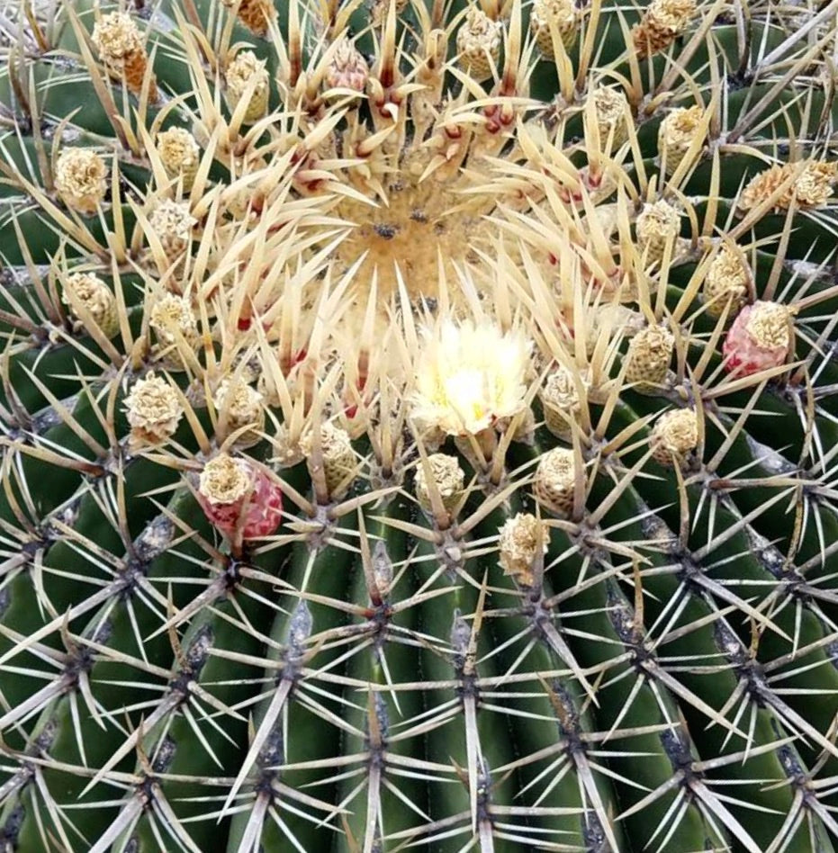 Ferocactus histrix con spine gialle fitte e piccoli fiori giallo pallido in fiore