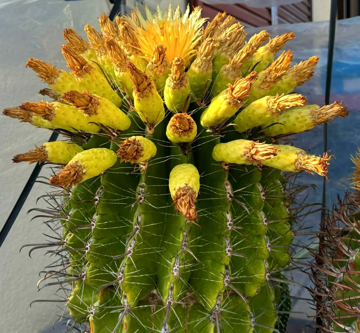 Ferocactus horridus con frutti gialli e lunghe spine vista ravvicinata