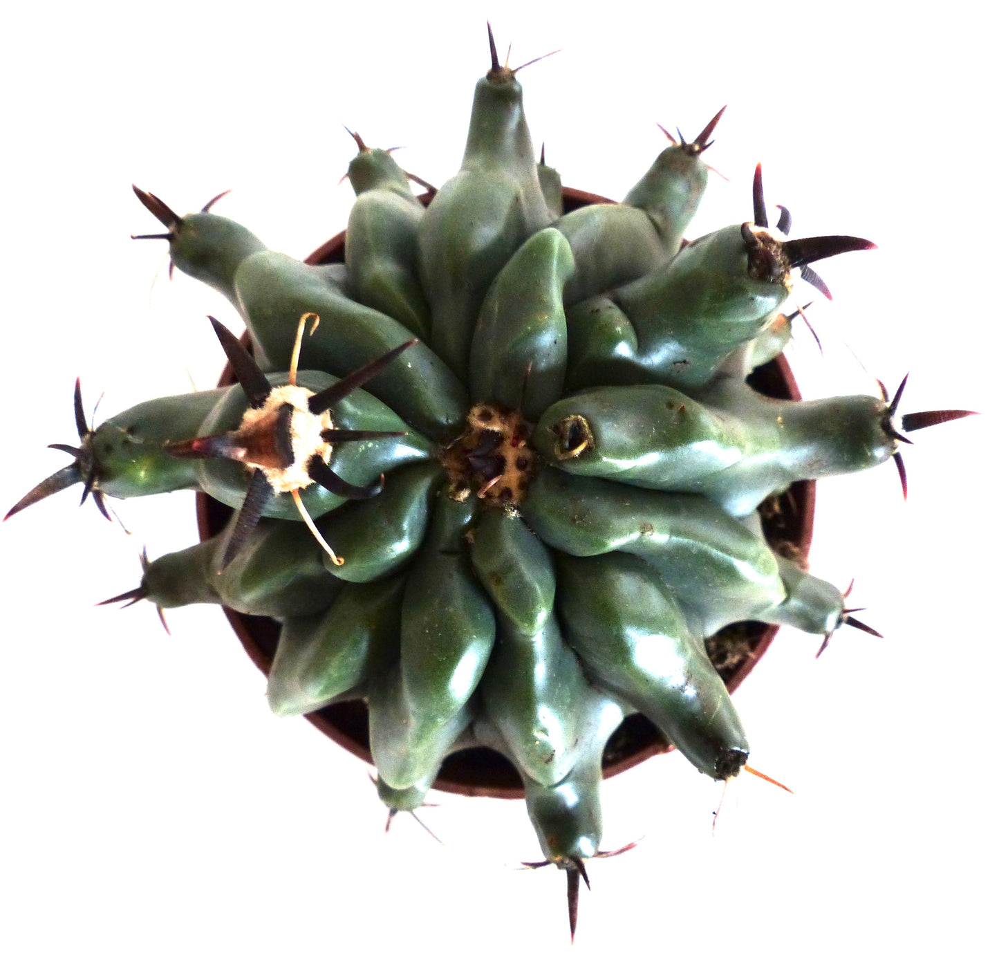 Ferocactus horridus var. brevispinus rare succulent cactus with thick green stems and sharp dark spines