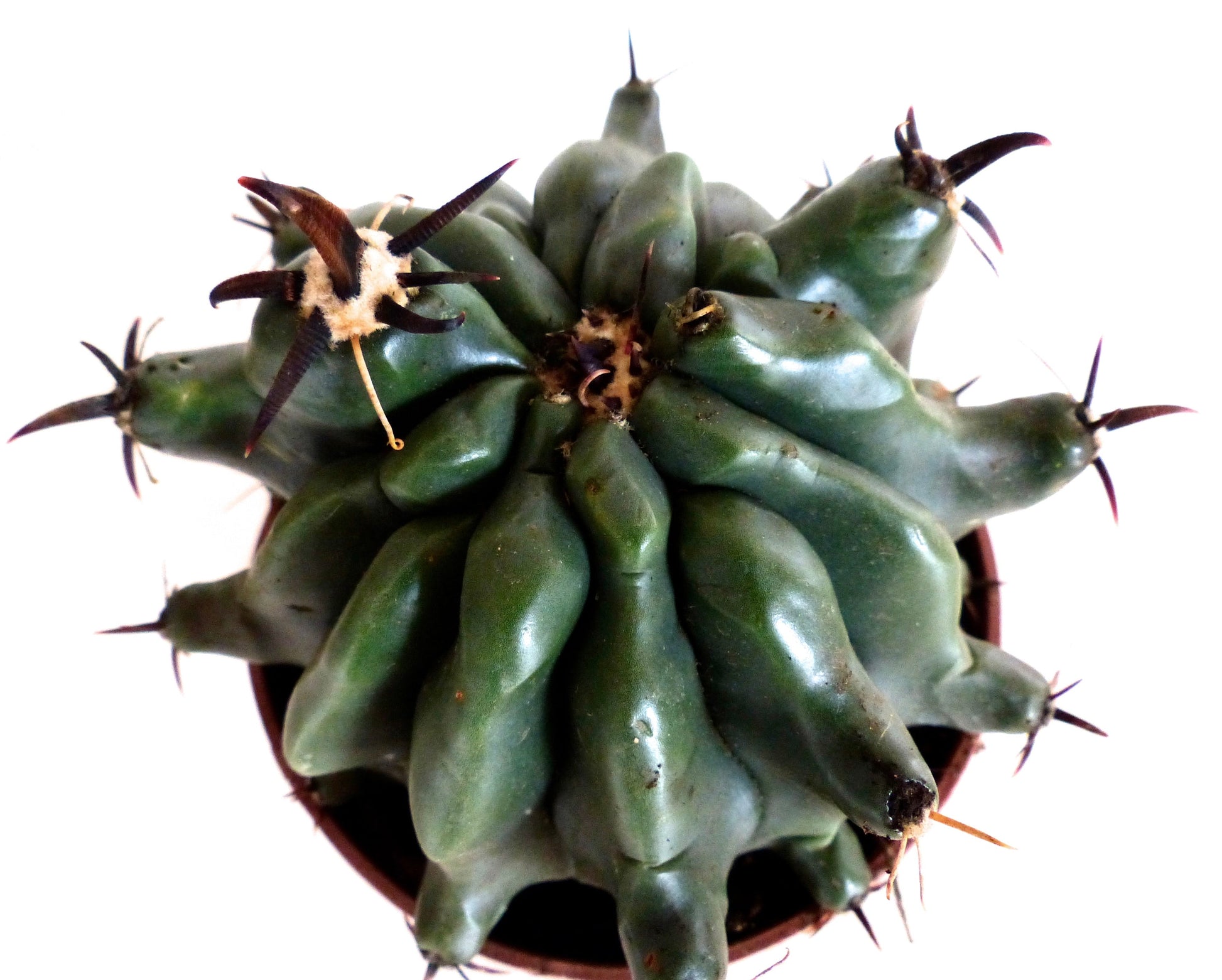 Ferocactus horridus var. brevispinus raro cactus succulento con coste spesse e spine scure