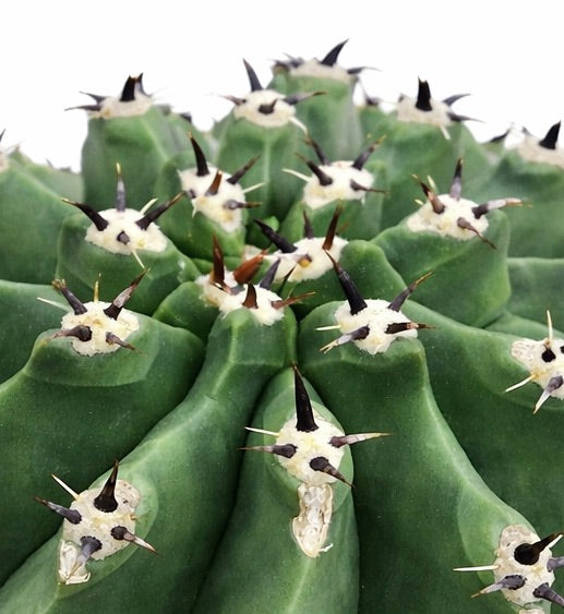 Ferocactus horridus var. inermis succulent cactus with prominent dark spines and ribbed green body