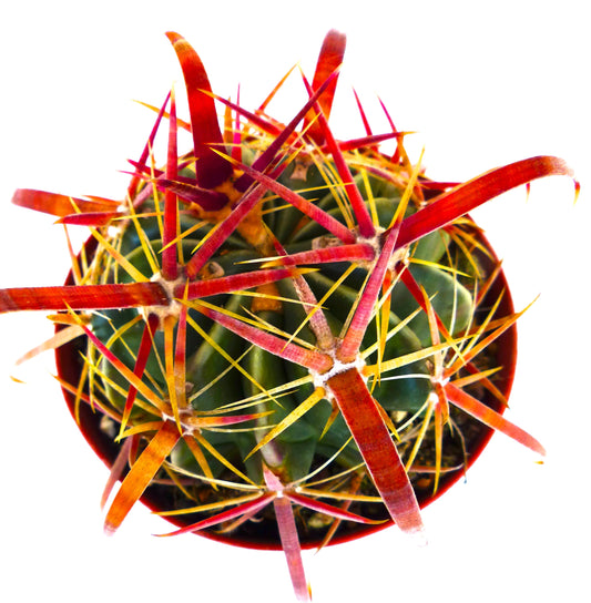 Ferocactus latispinus raro cactus con spine spesse rosse e gialle in piccolo vaso
