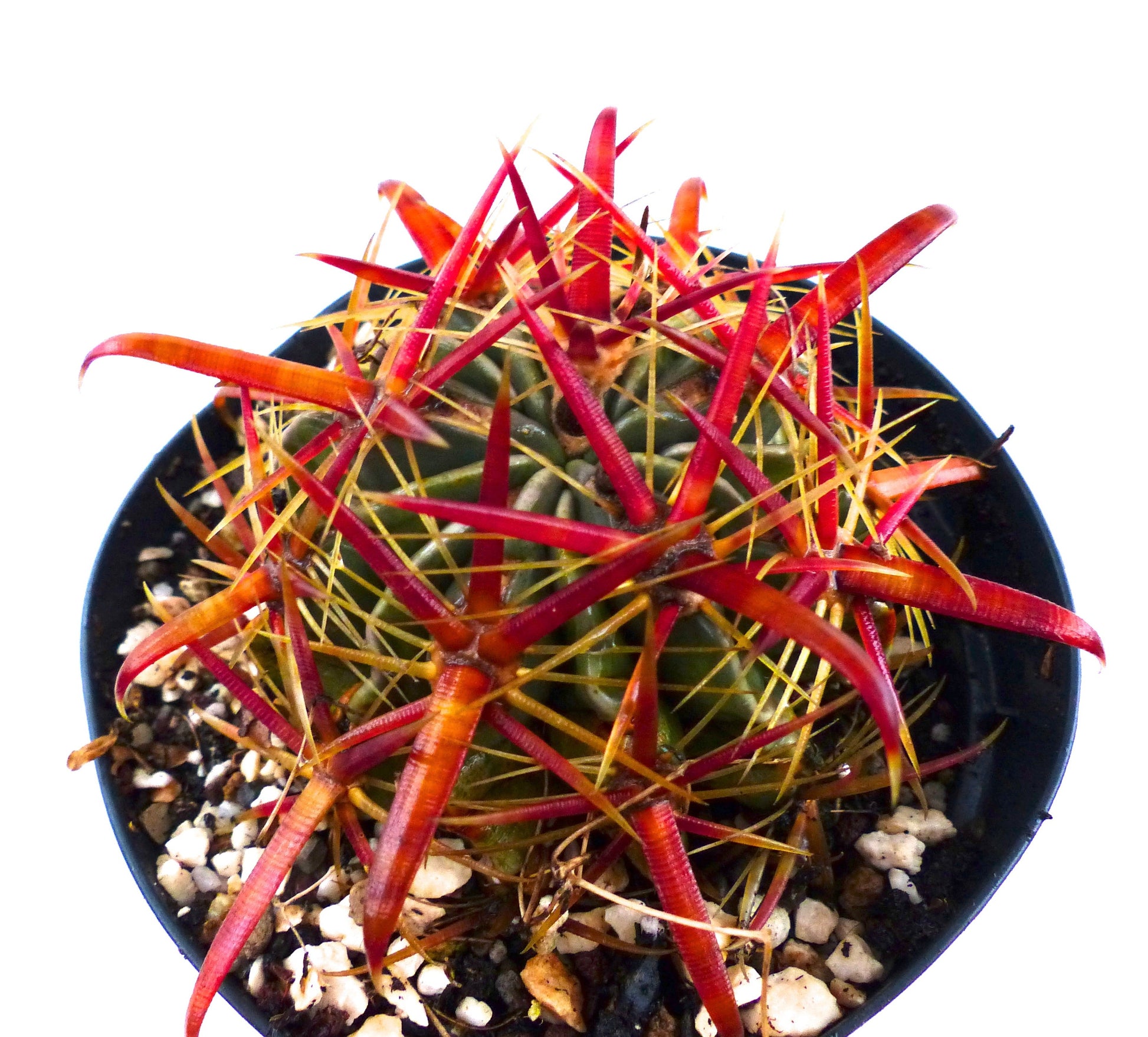 Ferocactus latispinus cactus with prominent red and yellow spines in black pot