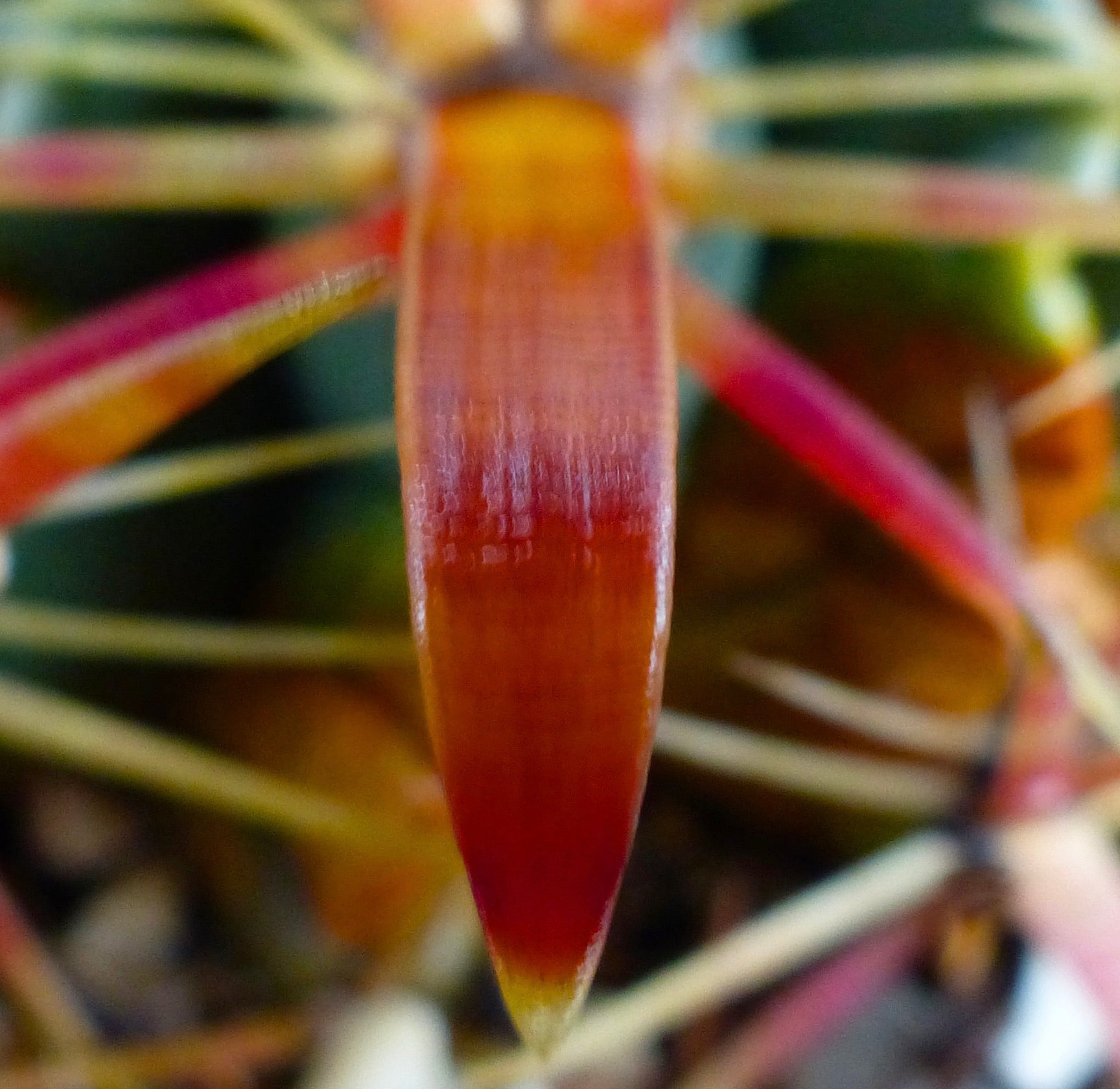 Ferocactus latispinus close-up of sharp reddish spines on succulent cactus plant