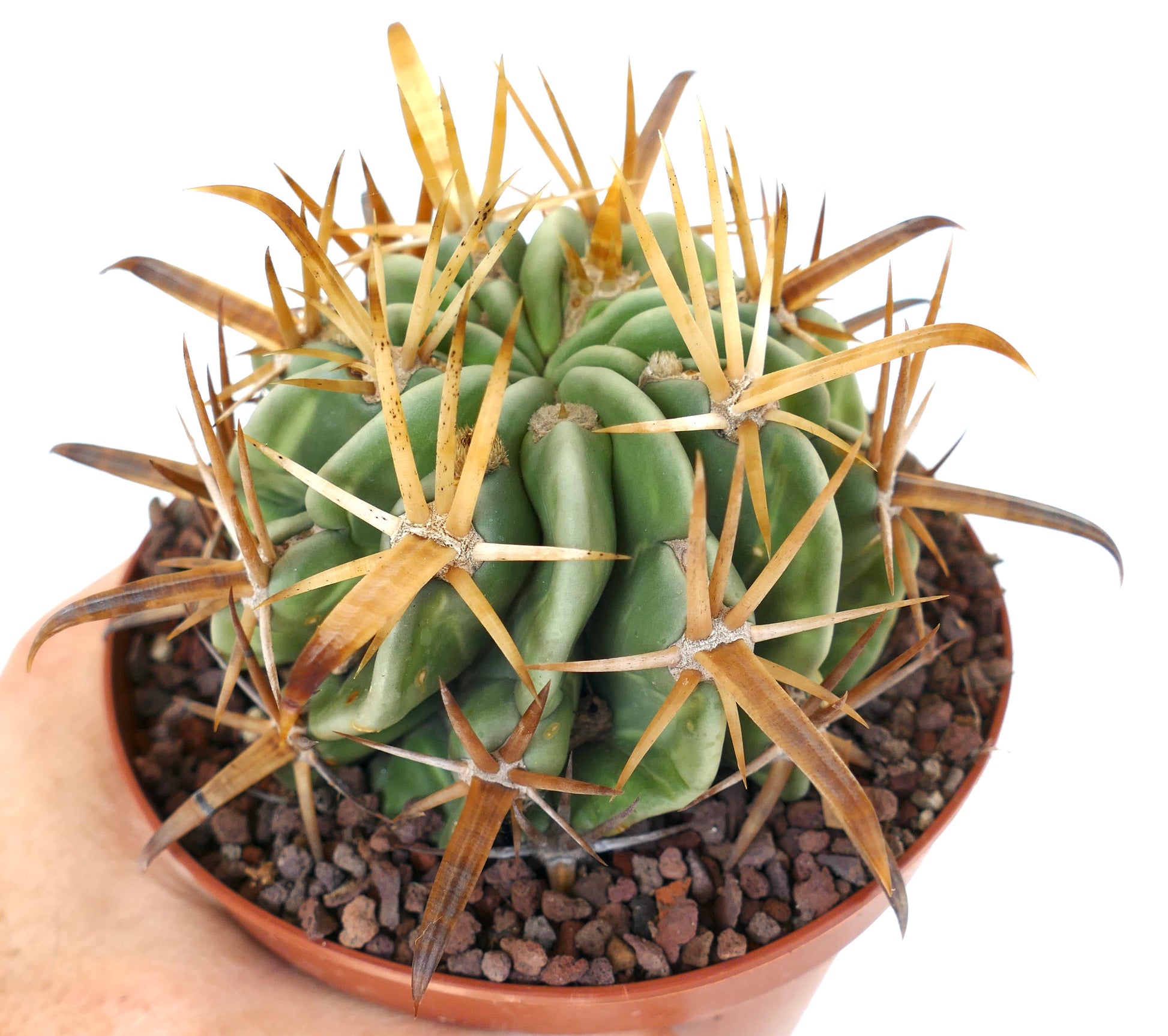 Ferocactus latispinus var. flavispinus cactus succulento con coste verdi spesse e spine lunghe gialle in vaso