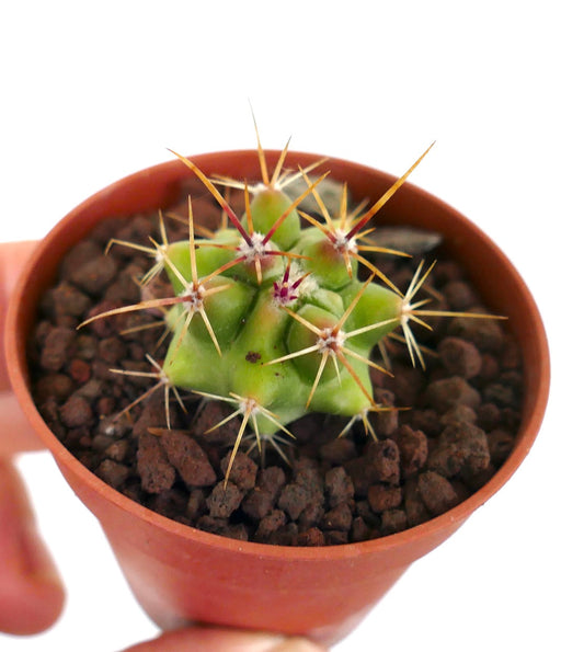 Ferocactus rectispinus X Echinocactus grusonii hybrid small cactus with long yellow spines in brown pot
