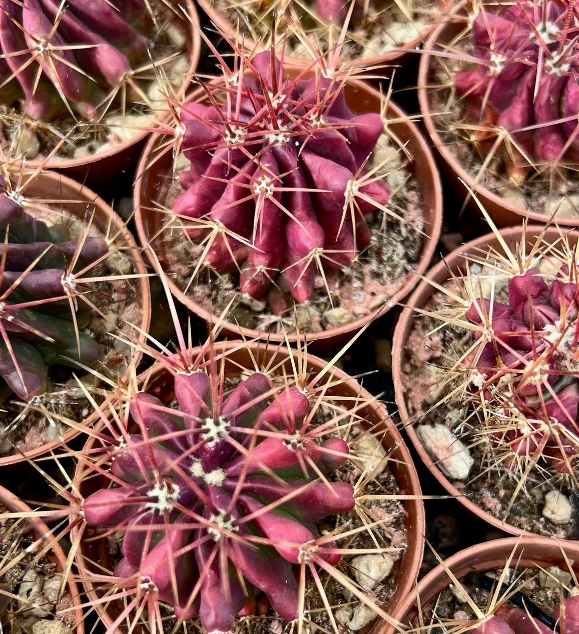Ferocactus stainesii cactus succulento con corpo rosso vivace e spine lunghe e appuntite in vasi