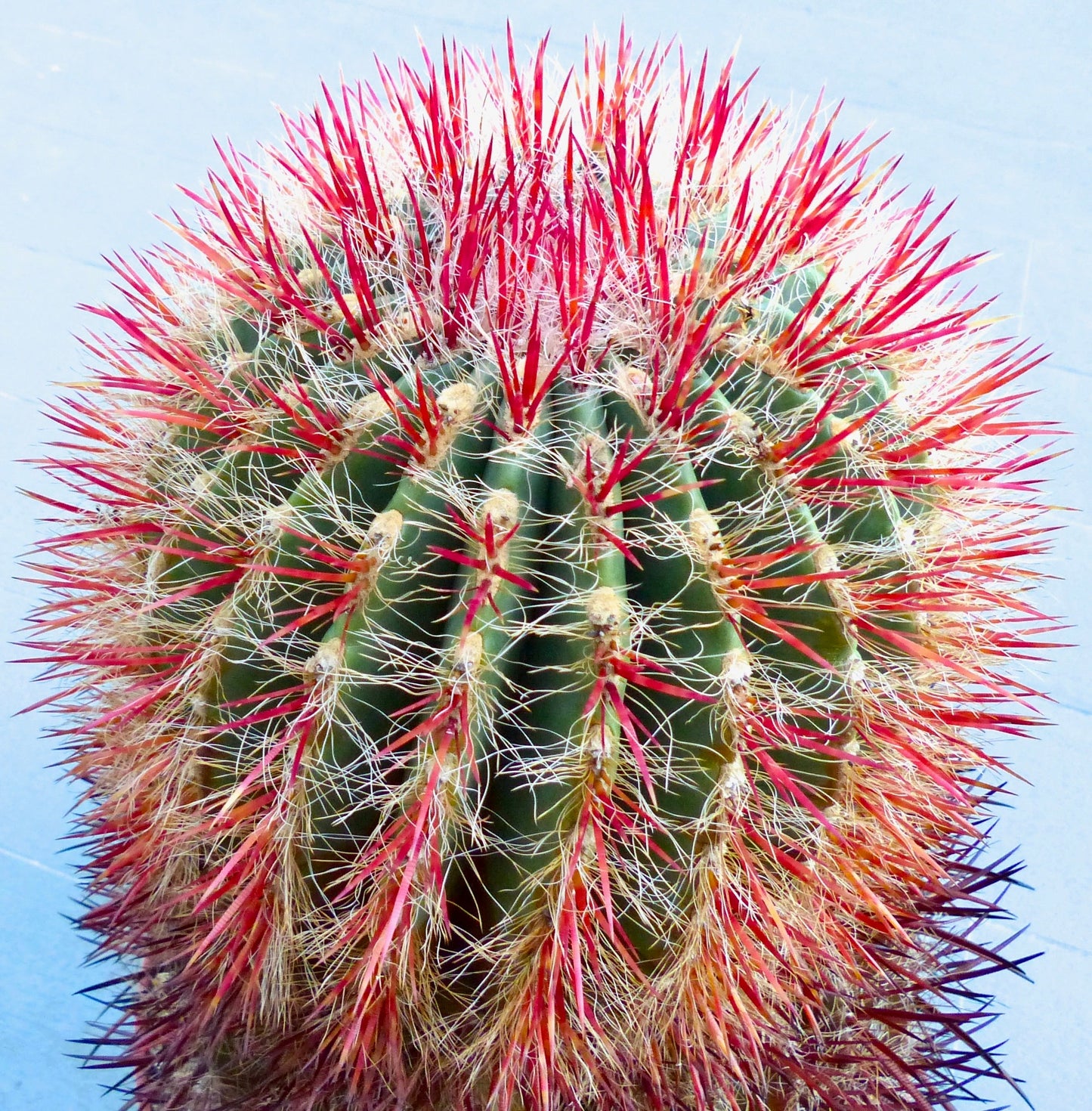 Ferocactus stainesii var. pilosus green cactus with vibrant red spines and fine white hairs