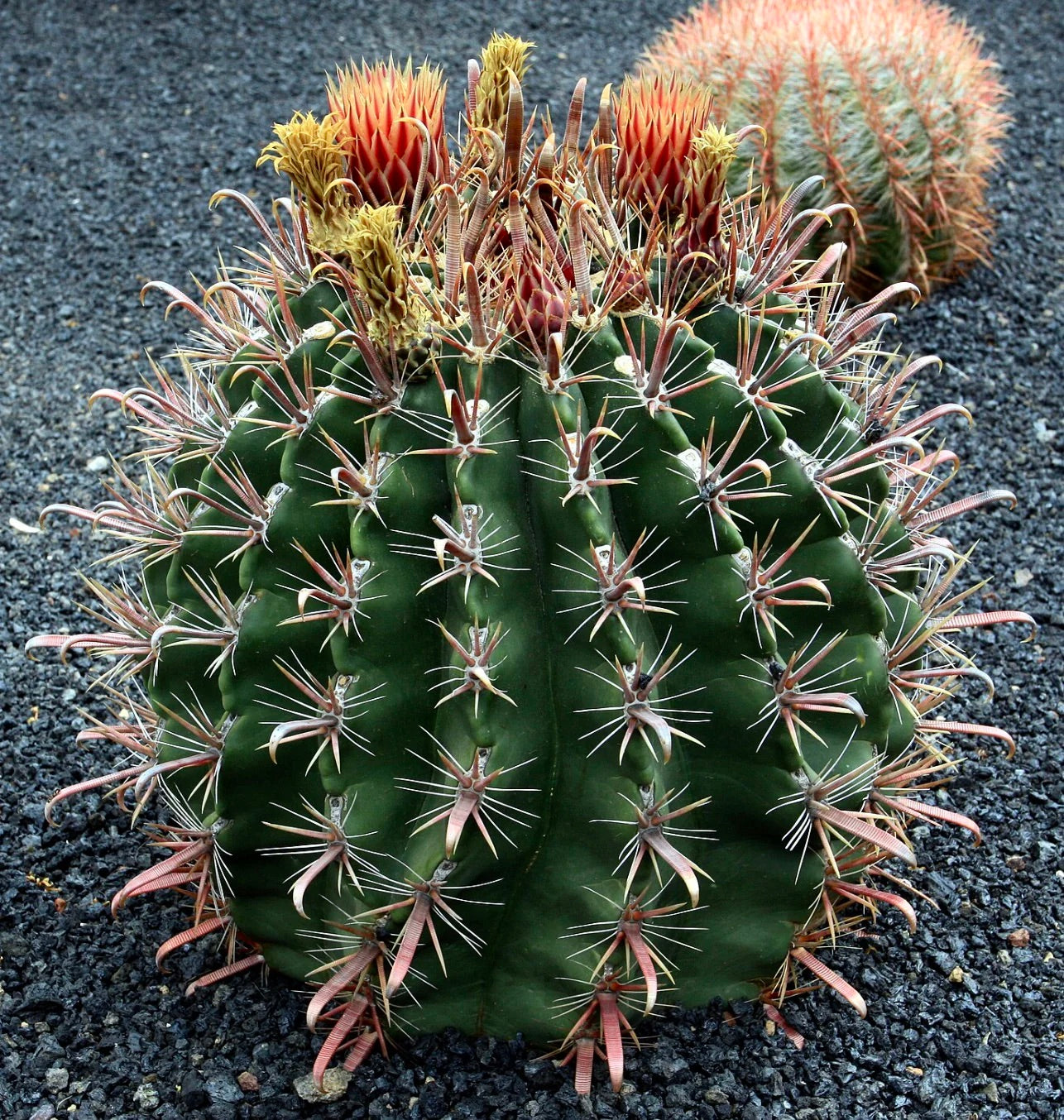 Ferocactus townsedianus round green cactus with prominent curved spines and yellow-orange flower buds