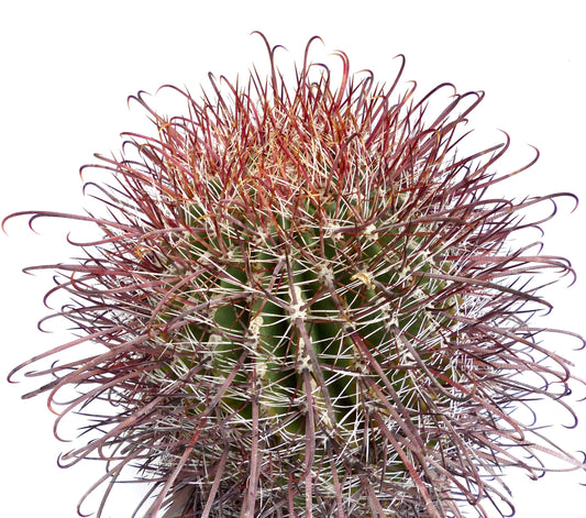 Ferocactus wislizenii v. herrerae cactus succulento denso con spine lunghe curve rossastre e corpo verde
