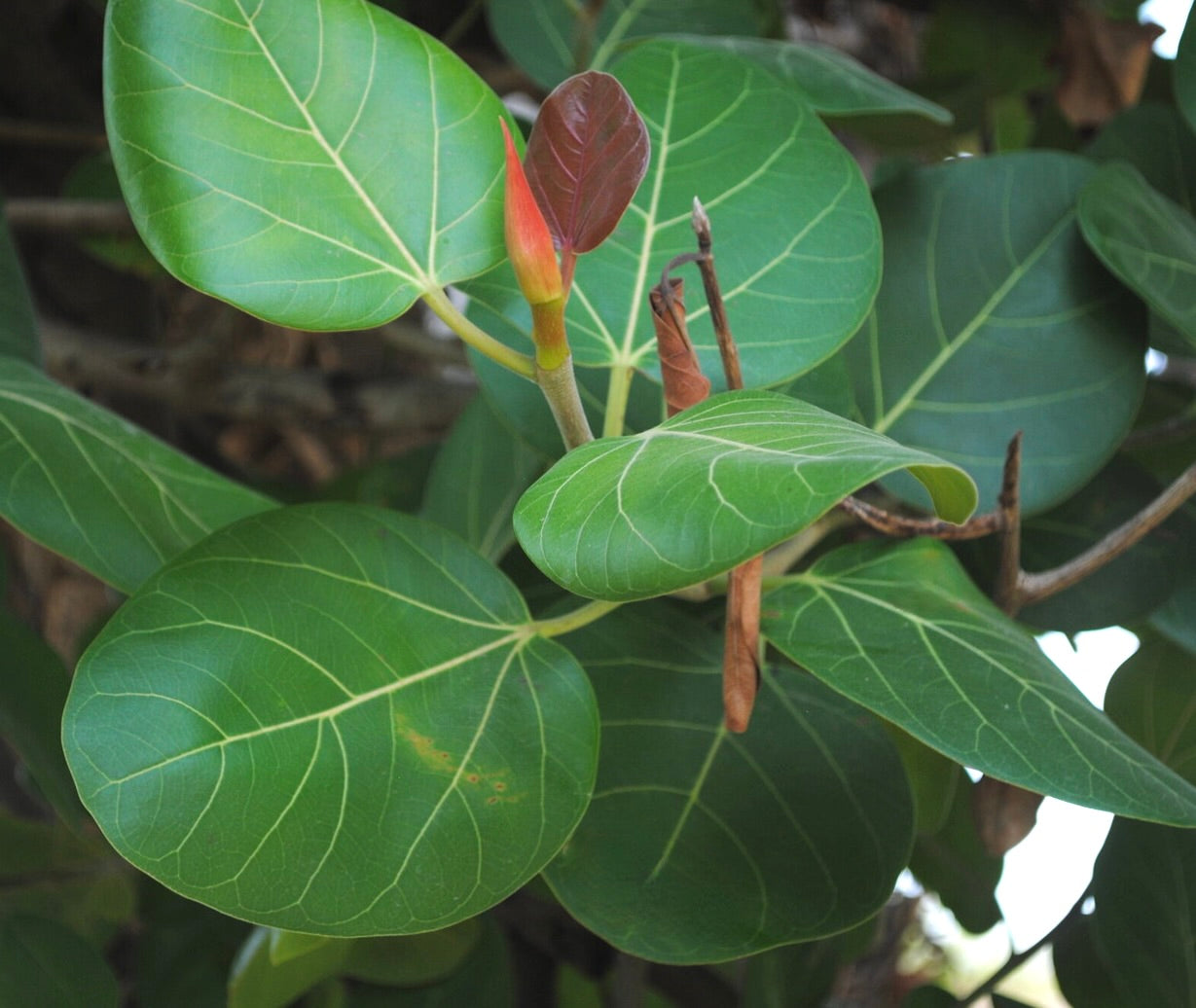 Ficus bengalensis young glossy green leaves with prominent veins and new reddish shoots