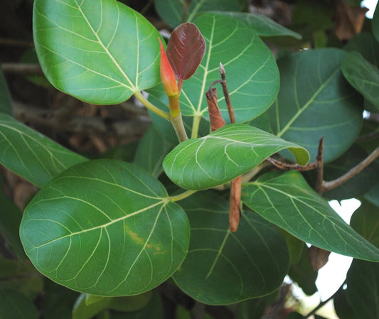 Ficus bengalensis young glossy green leaves with prominent veins and new reddish shoots
