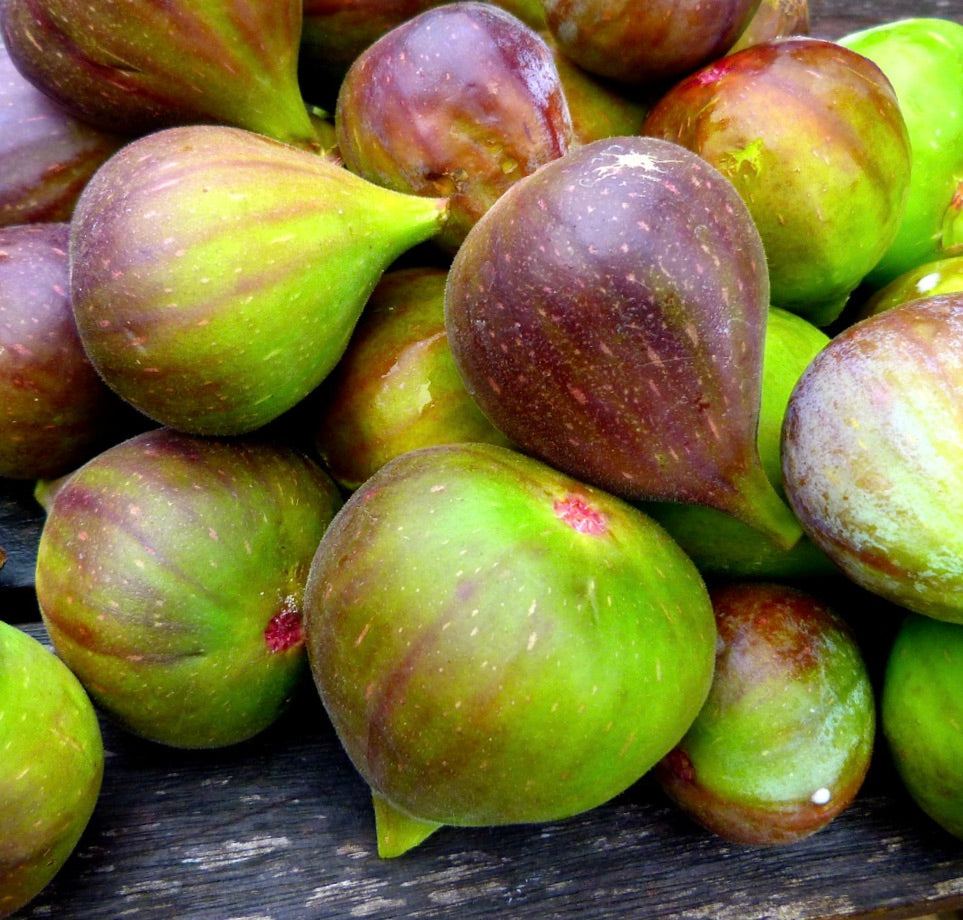 Ficus carica cv FIORONE 'Green' fichi maturi verdi e viola commestibili con pelle liscia in primo piano