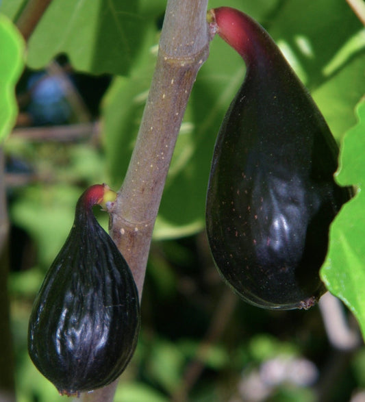 Ficus carica cv PANTERA NERA ex TAURO fichi commestibili maturi di colore viola scuro su ramo con foglie verdi