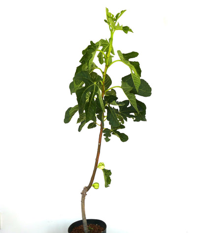 Ficus carica cv Panaché (Striped Fig) | Common fig | Edible fig