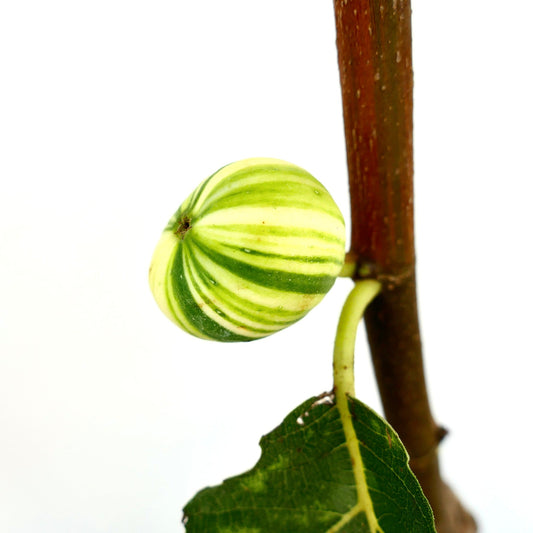 Frutto di fico Ficus carica cv Panaché a strisce con buccia variegata verde e crema su ramo