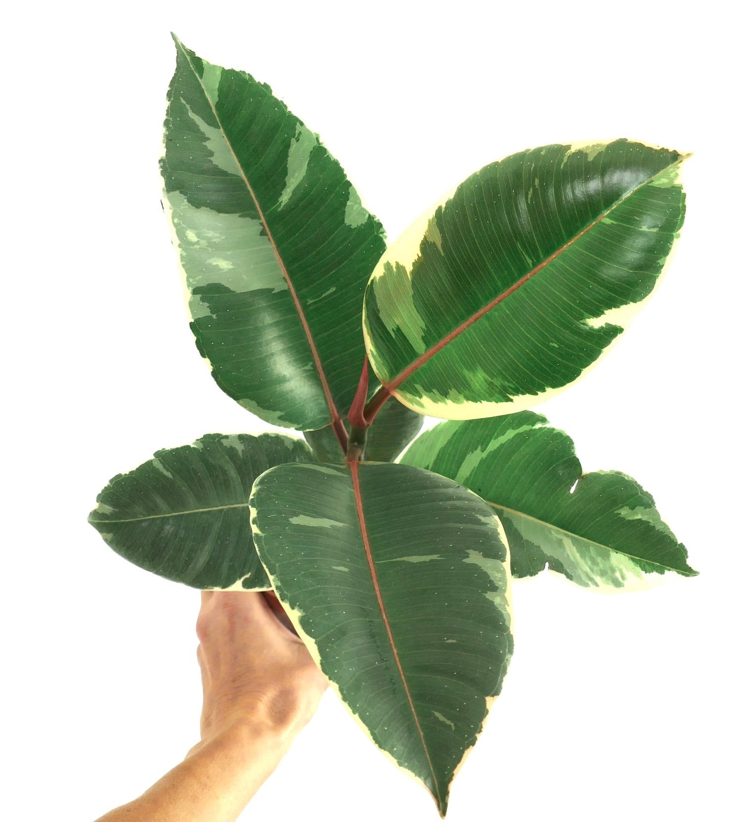 Ficus elastica cv Tineke grandi foglie variegate lucide con bordi crema tenute a mano