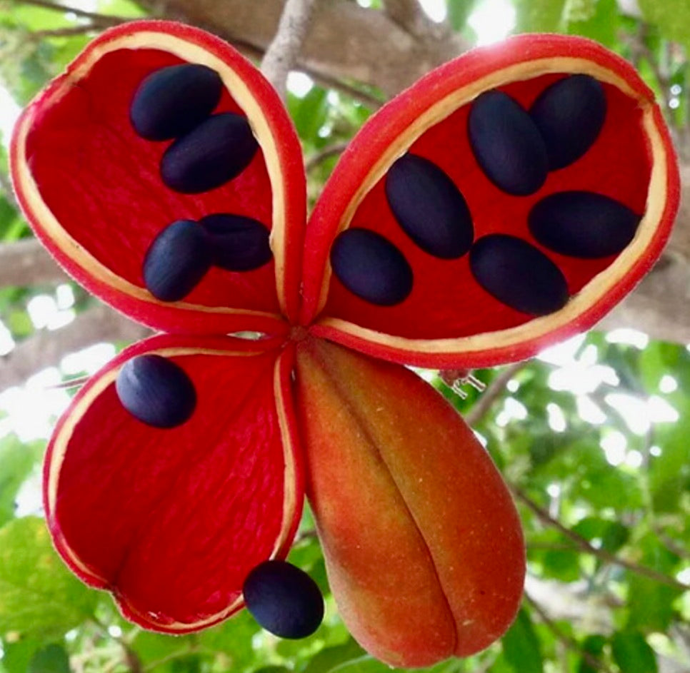 Baccello aperto di semi rosso vivo di Firmiana simplex con semi neri lucidi su ramo di albero