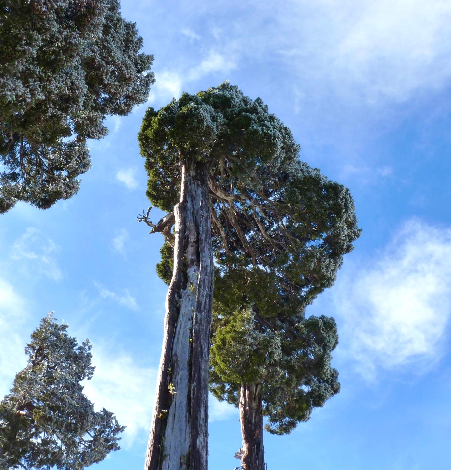 Fitzroya cupressoides albero sempreverde alto con folto fogliame verde e corteccia strutturata contro il cielo