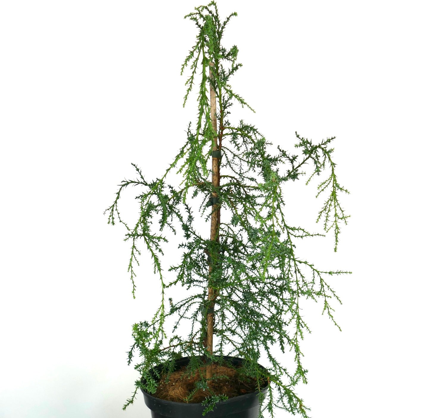 Fitzroya cupressoides | Patagonian cypress | Alerce
