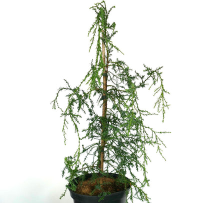 Fitzroya cupressoides | Patagonian cypress | Alerce