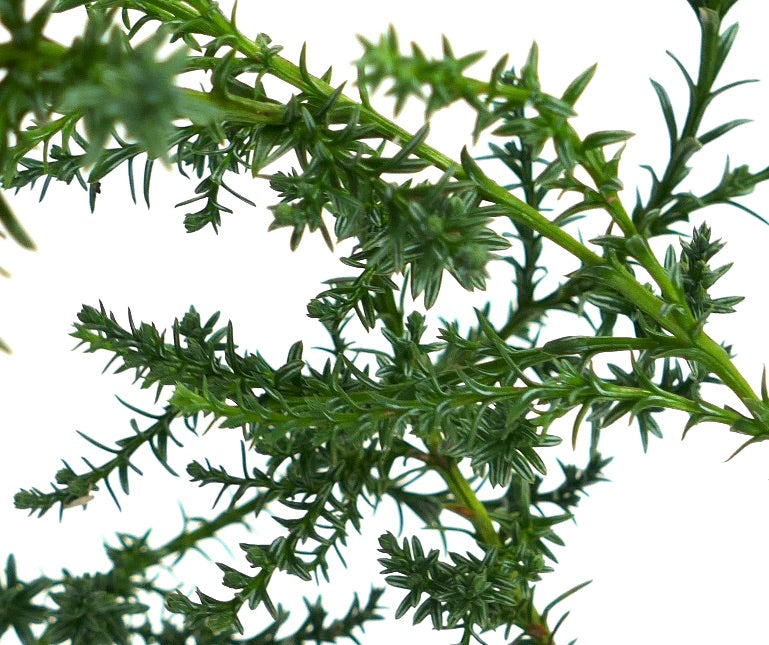 Fitzroya cupressoides | Patagonian cypress | Alerce