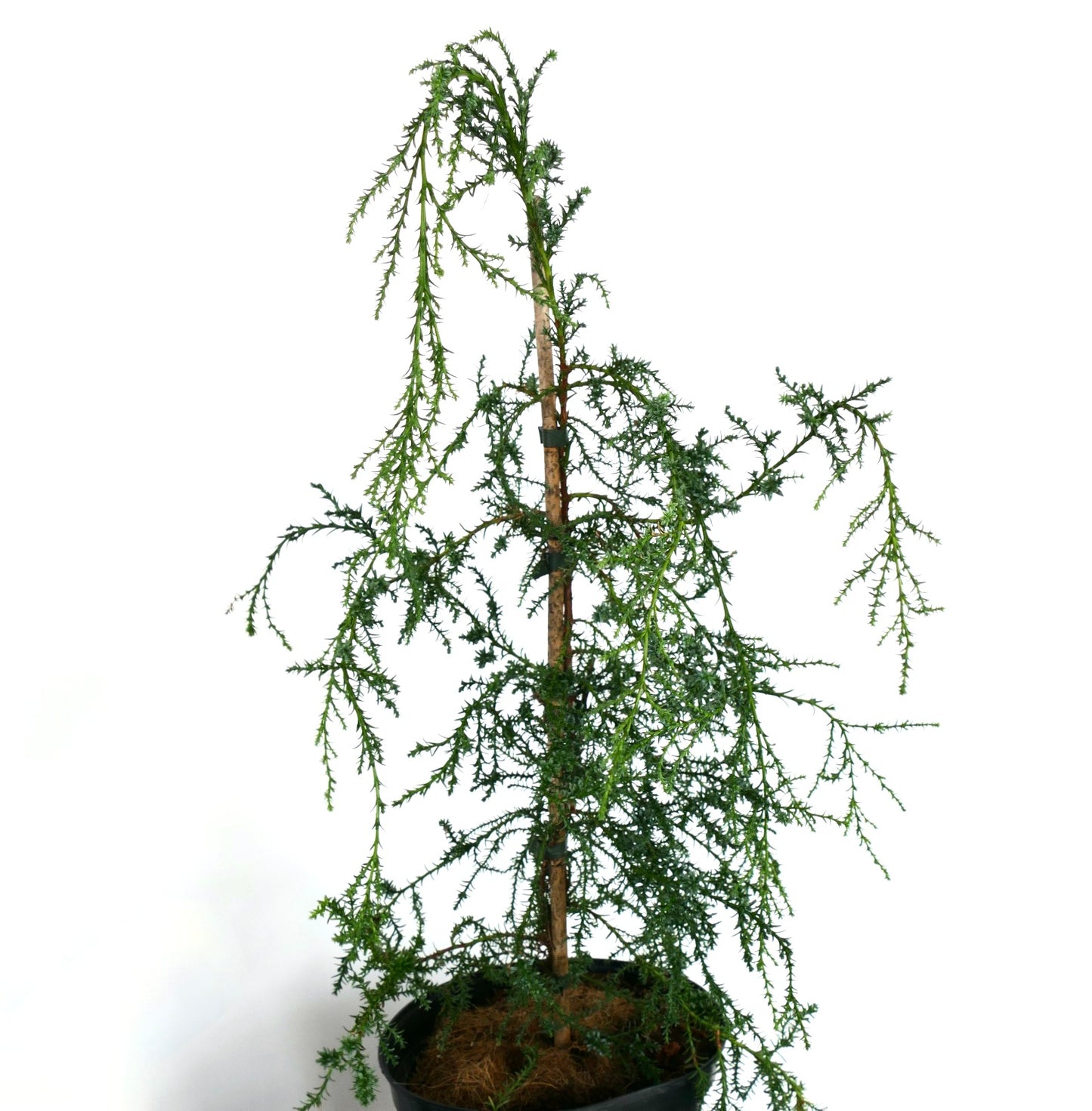 Fitzroya cupressoides | Patagonian cypress | Alerce