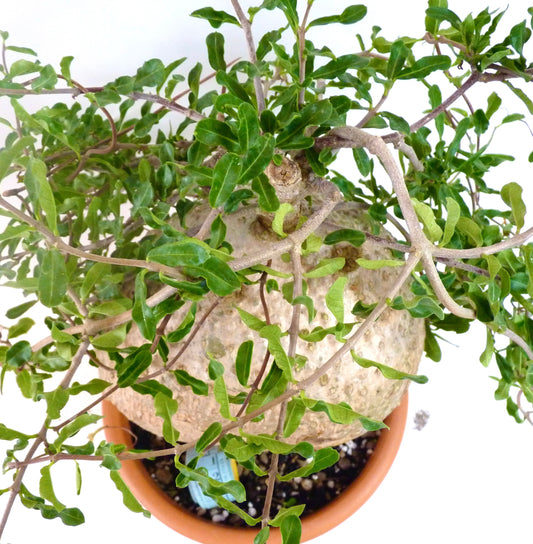 Pianta succulenta Fockea edulis con caudice e foglie verdi ondulate in vaso di terracotta