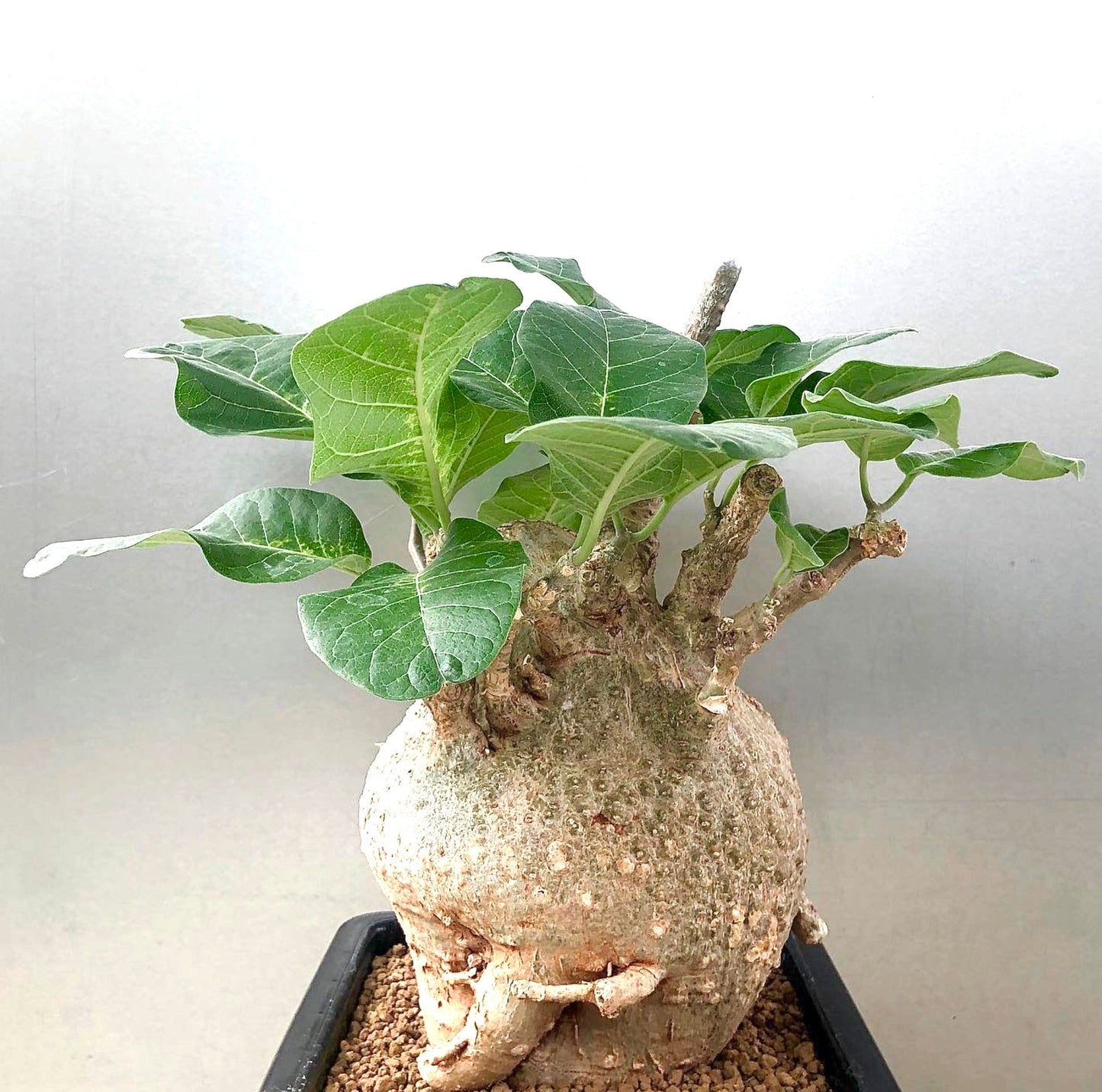 Fockea multiflora rare caudiciform succulent with thick bulbous base and green leaves
