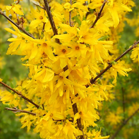 Forsythia ovata 45-70cm | Korean forsythia | Early forsythia