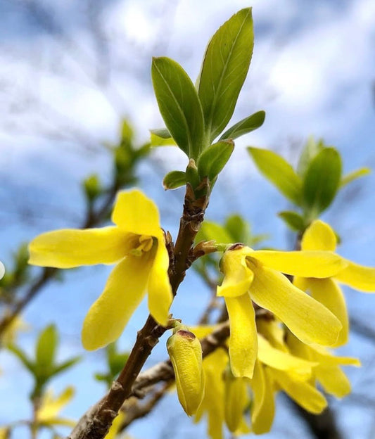 Fiori tubolari giallo brillante di Forsythia viridissima con foglie verde fresche sui rami