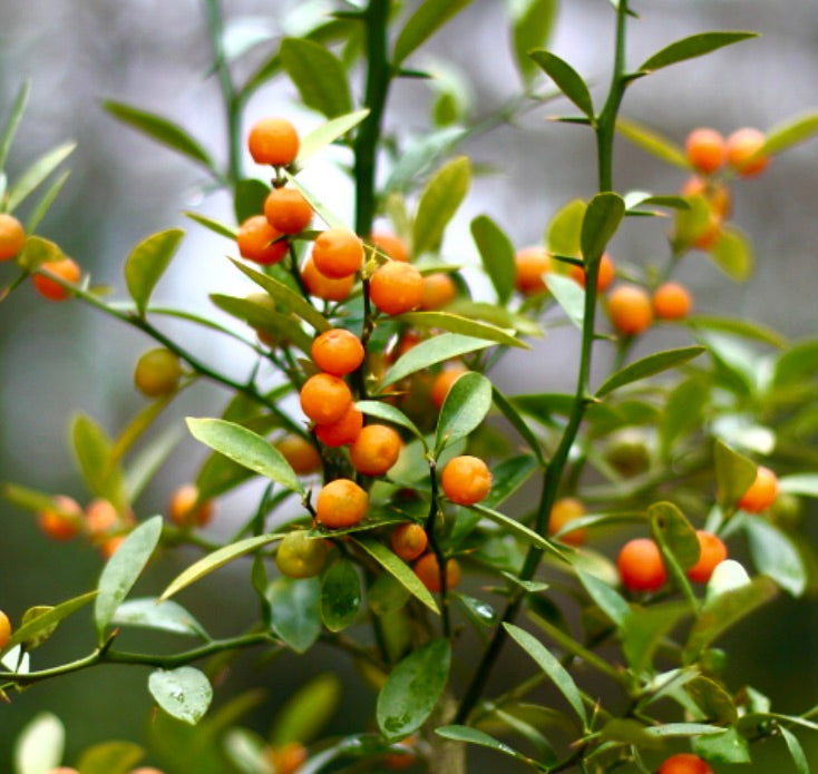 Piccoli frutti arancioni di Fortunella hindsii con foglie verdi lucide su rami sottili