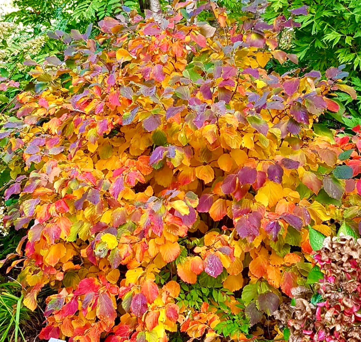 Fothergilla major cespuglio con vivaci foglie autunnali in sfumature di arancione, rosso e viola