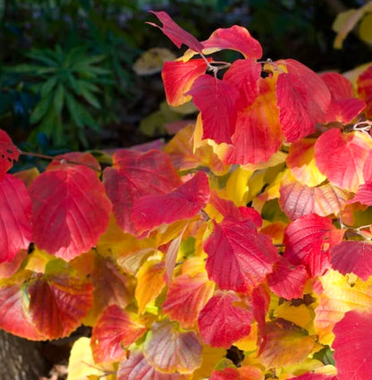Fothergilla major fogliame autunnale vibrante rosso e giallo sui rami di arbusti decidui