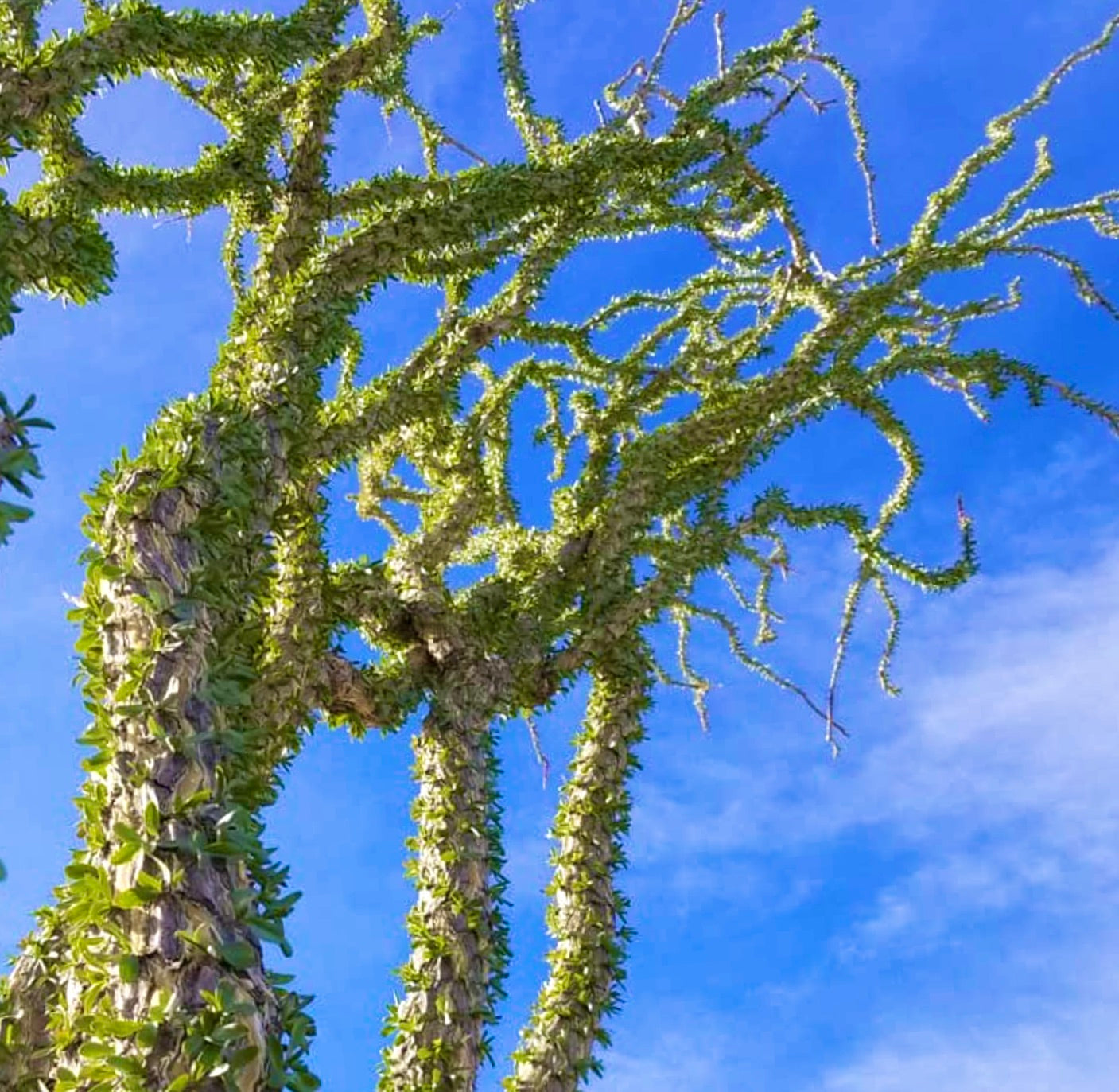 Fouquieria splendens rare desert tree with spiny green branches against blue sky