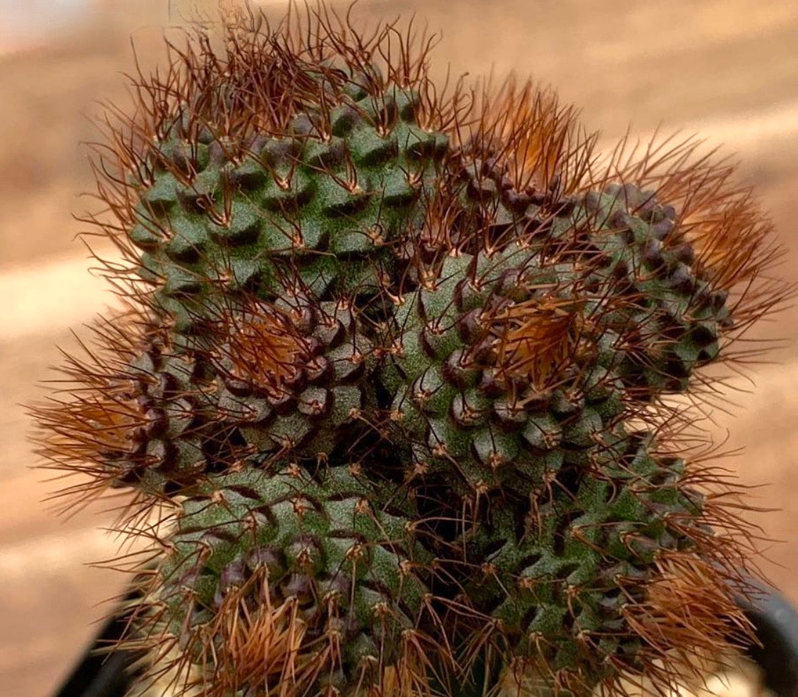 Frailea angelesii rare small cactus with dense reddish spines and textured green body