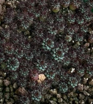 Frailea atrobella piccolo cactus succulento raggruppato con tonalità verde scuro e viola