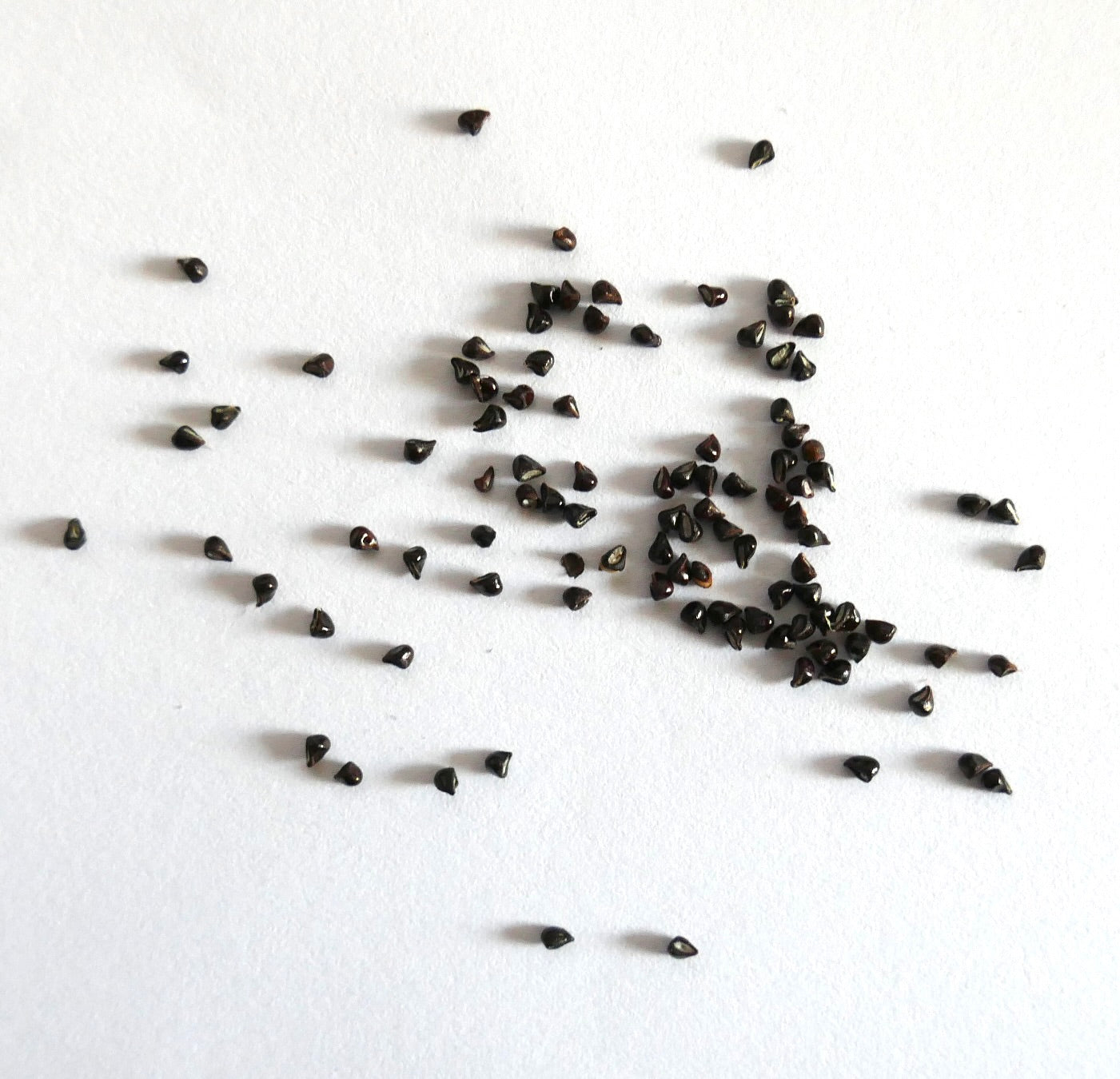 Semi di Frailea atrobella piccoli cactus scuri sparsi su sfondo bianco