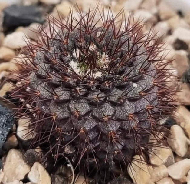 Frailea atrobella piccolo cactus scuro con spine rade rossastre su sfondo di ghiaia
