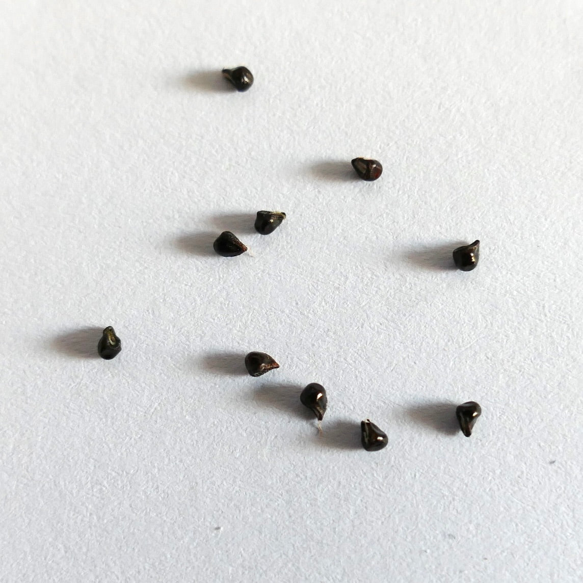 Semi di cactus Frailea atrobella piccoli e scuri su sfondo bianco