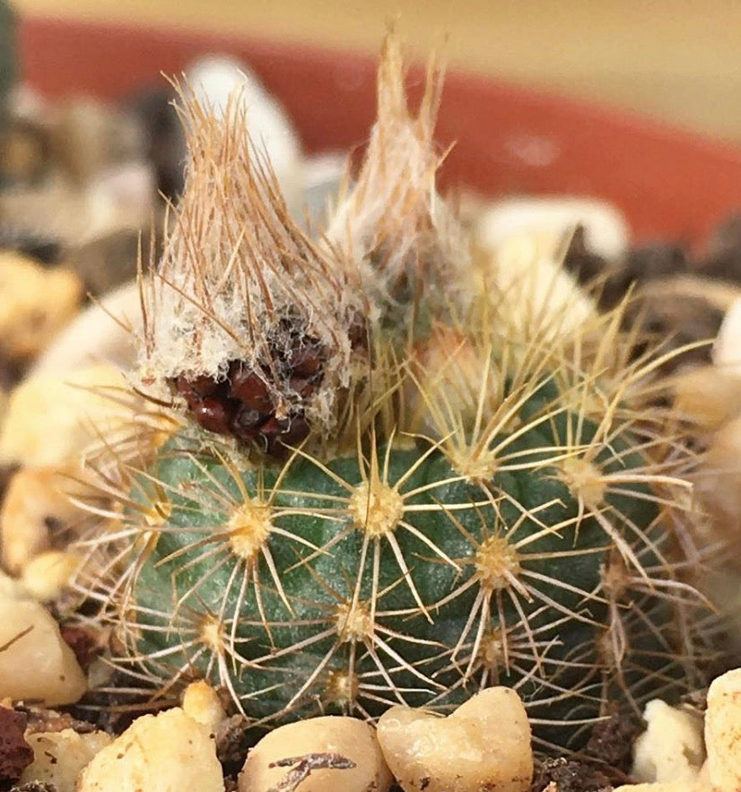 Frailea aureispina small green cactus with golden spines and dried flower buds