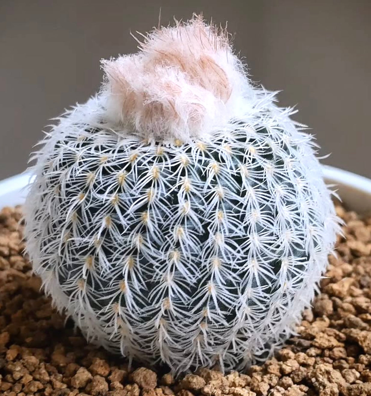 Frailea buenekeri var. densispina small round cactus with dense white spines and woolly crown tuft