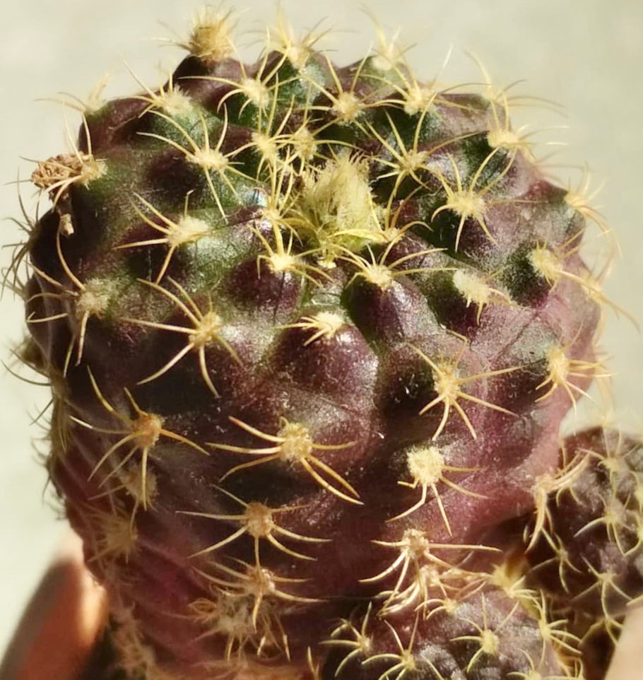 Frailea canaupari small round cactus with yellow spines and dark purple-green body