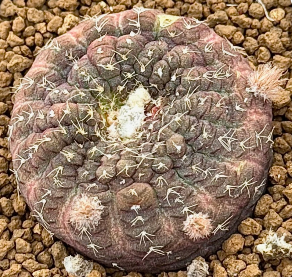 Frailea cataphracta rare round cactus with woolly areoles and short spines on rocky soil