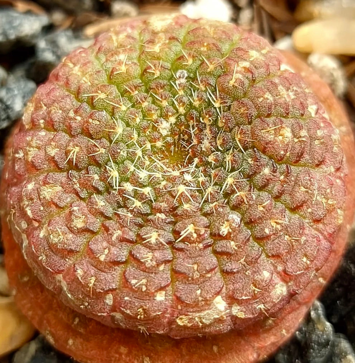 Frailea catapractoides rare small round cactus with reddish textured surface and fine spines
