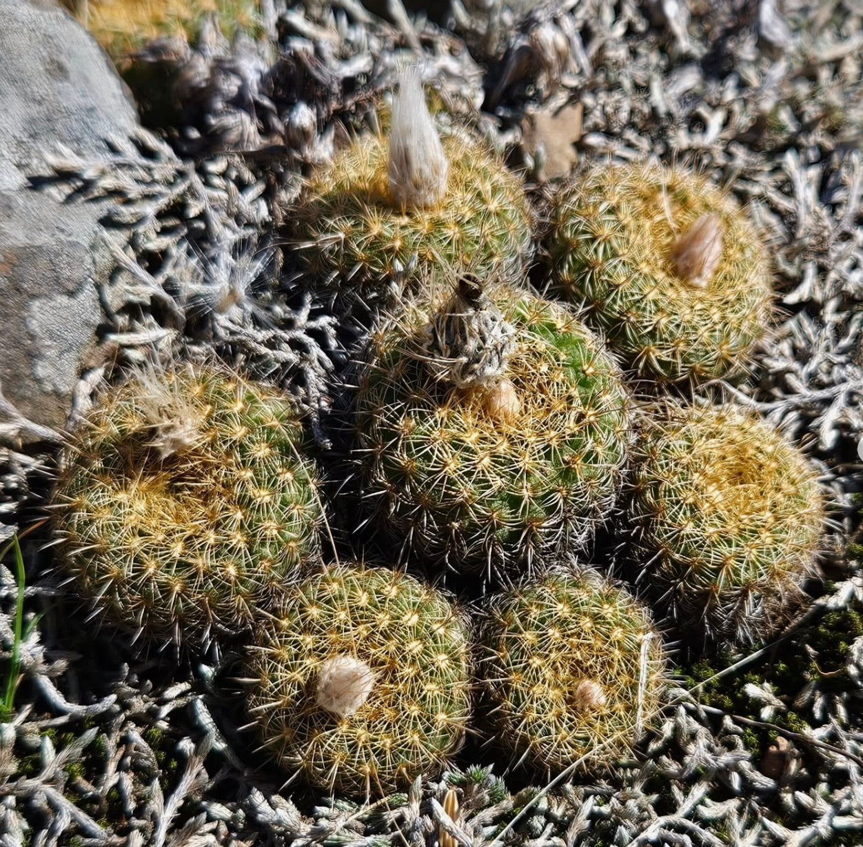 Frailea chrysacantha small round cactus with dense yellow spines and woolly areoles