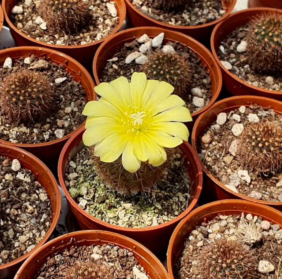 Frailea colombiana cactus with bright yellow flower in small terracotta pot