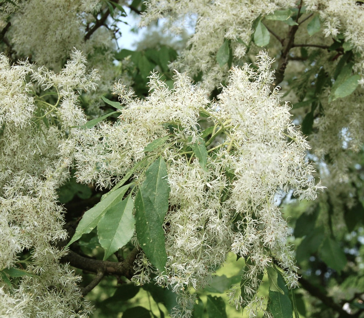 Gruppi delicati di fiori bianchi di Fraxinus bungeana con foglie pennate verdi sui rami